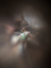 Agraphopus lethierryi