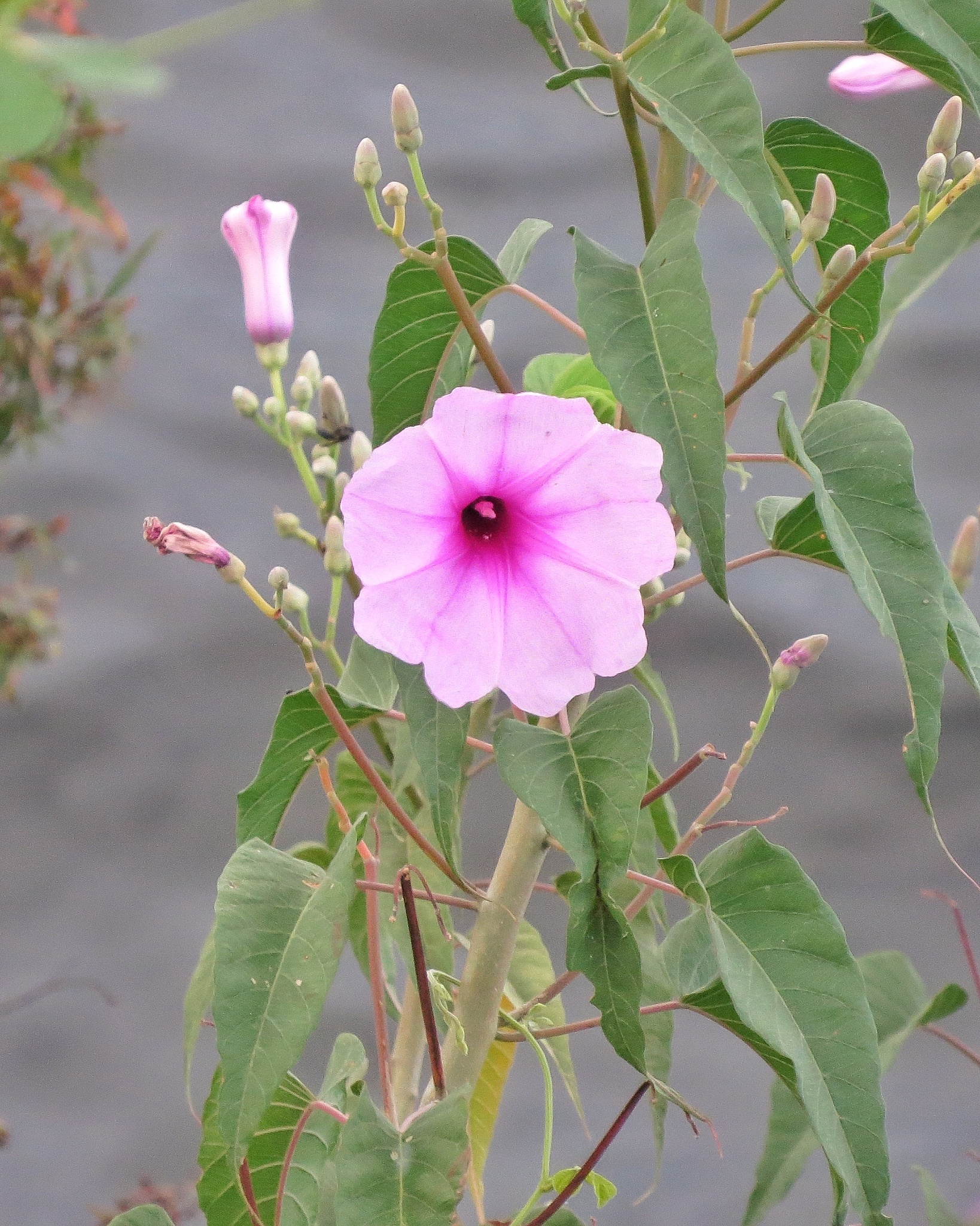 Ipomoea carnea ssp. fistulosa