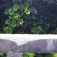 Heptapleurum ellipticum