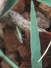 Agraphopus lethierryi