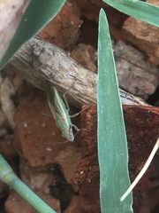 Agraphopus lethierryi