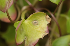 Septoria cymbalariae