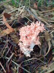 Ramaria botrytoides