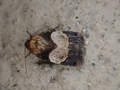 Hampsonodes naevia