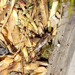 Loxoblemmus parabolicus
