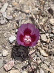 Clarkia speciosa
