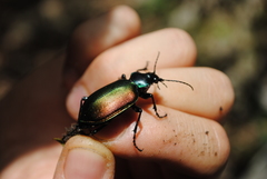 Calosoma sycophanta