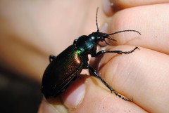 Calosoma sycophanta