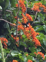 Papilio nephelus annulus