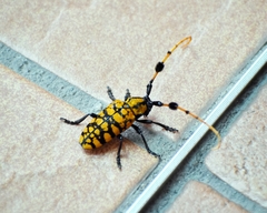 Aristobia reticulator