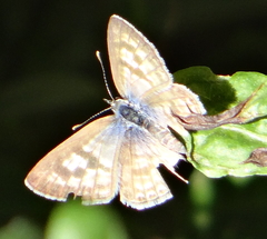 Leptotes pirithous pirithous
