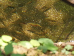 Clinostomus funduloides