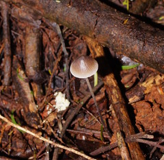 Mycena austrofilopes