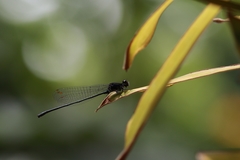 Onychargia