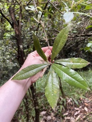 Ardisia cornudentata