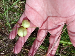 Astragalus crassicarpus