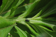 Tyloderma foveolatum