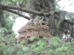 Turdus pilaris