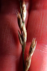 Festuca kingii