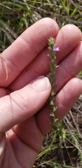 Verbena scabra