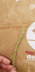 Verbena scabra