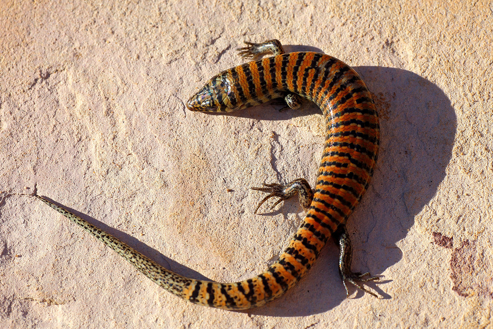 Brachyseps