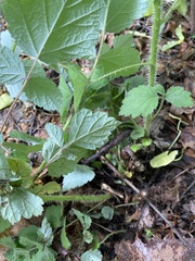 Rubus phoenicolasius