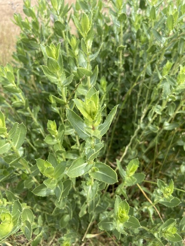iNaturalist observation photo of Great Valley gumweed