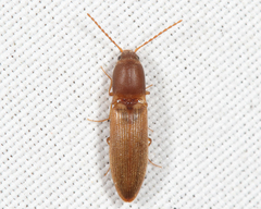 Dolerosomus silaceus