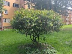 Lantana camara