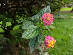 Lantana camara