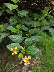 Lantana camara