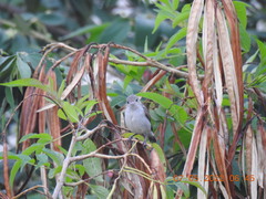 Dicaeum erythrorhynchos