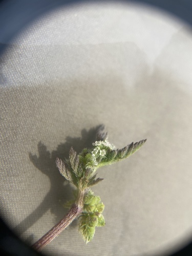 iNaturalist observation photo of Knotted Hedgeparsley