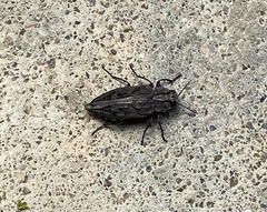 Chrysobothris dentipes