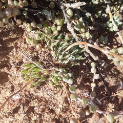 Haworthia herbacea