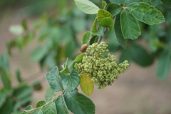 Antidesma venosum