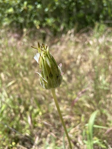 iNaturalist observation photo of bigflower agoseris