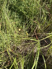 Astragalus crassicarpus