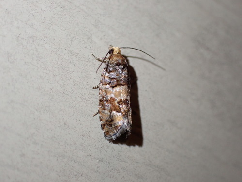 White Pine Coneborer Moth photo 5