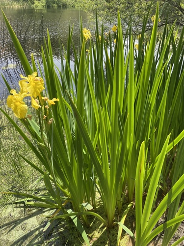 iNaturalist observation photo of Yellow Iris