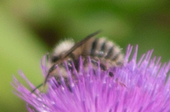 Bombus veteranus