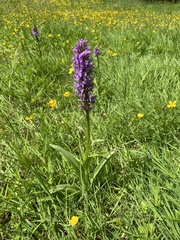 Dactylorhiza