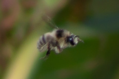 Bombus veteranus
