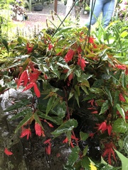 Begonia boliviensis