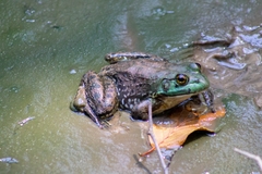 Lithobates montezumae