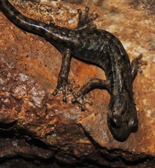 Speleomantes supramontis