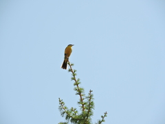 Motacilla flava