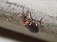 Notoxus murinipennis