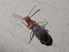 Notoxus murinipennis